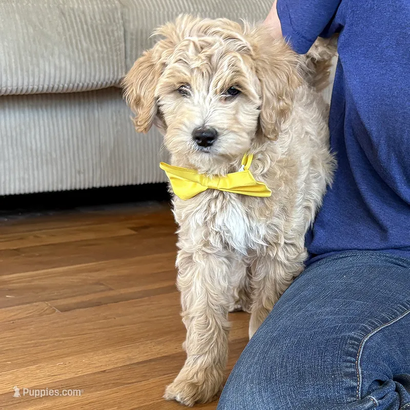 Georgia Bell – Miniature Goldendoodle puppy for sale in Roy, UT