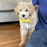 Georgia Bell, a male Miniature Goldendoodle for sale in Roy, UT – 1 of 9