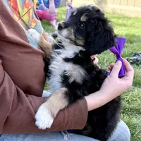 Tamale, a female Miniature Bernedoodle for sale in Roy, UT – 4 of 6