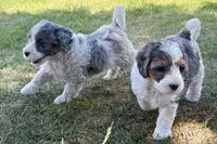 Barq's Rootbeer, a male Miniature Bernedoodle for sale in Roy, UT – 2 of 4