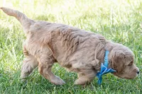 O'Henry, a male Miniature Goldendoodle for sale in Roy, UT – 3 of 3