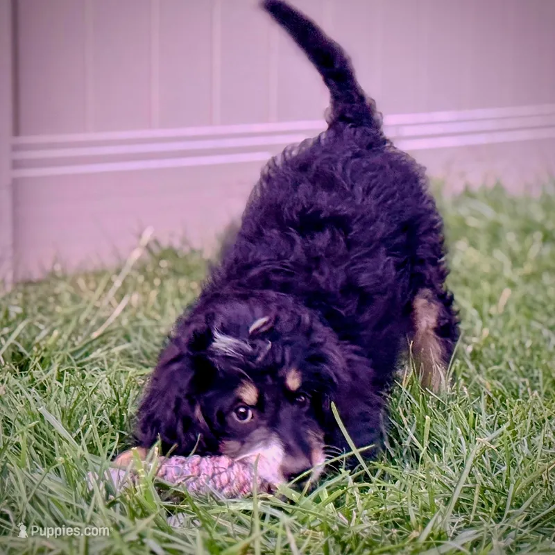 Tamale – Miniature Bernedoodle puppy for sale in Roy, UT