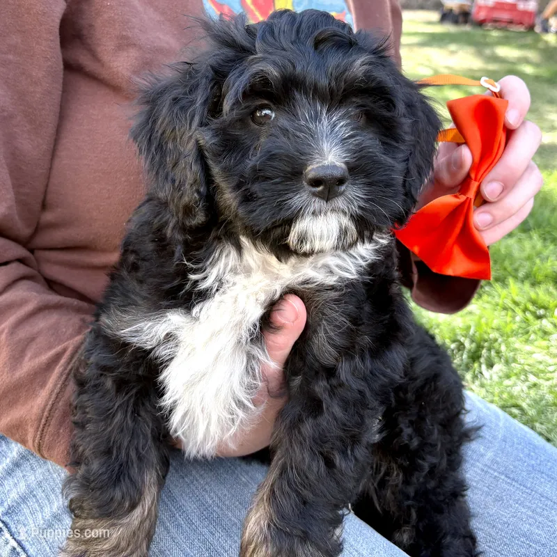 Fajita – Miniature Bernedoodle puppy for sale in Roy, UT