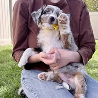 Taco, a female Bernedoodle for sale in Roy, UT – 6 of 8