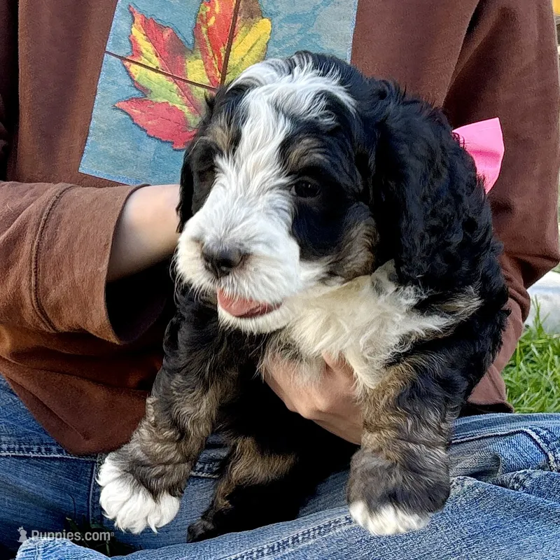 Obsididan – Bernedoodle puppy for sale in Roy, UT