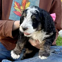 Obsididan, a female Bernedoodle for sale in Roy, UT – 1 of 7