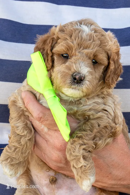 Summer Sweet – Miniature Goldendoodle puppy for sale in Roy, UT