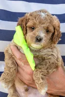 Summer Sweet, a male Miniature Goldendoodle for sale in Roy, UT – 1 of 2