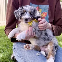 Taco, a female Bernedoodle for sale in Roy, UT – 3 of 8