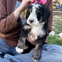 Obsididan, a female Bernedoodle for sale in Roy, UT – 2 of 7