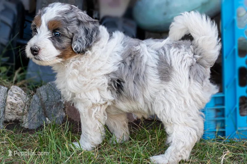 Crush – Miniature Bernedoodle puppy for sale in Roy, UT