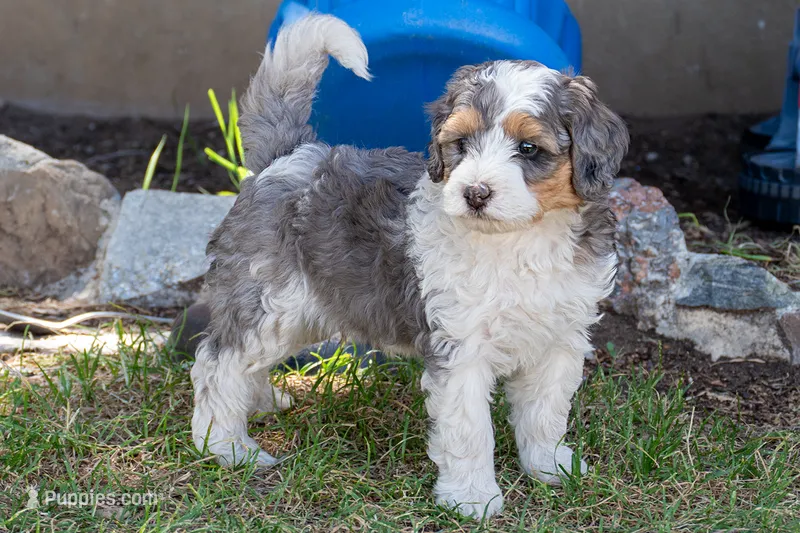 Barq's Rootbeer – Miniature Bernedoodle puppy for sale in Roy, UT