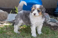 Barq's Rootbeer, a male Miniature Bernedoodle for sale in Roy, UT – 1 of 4