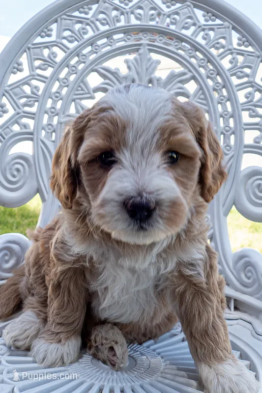 Fanta – Miniature Bernedoodle puppy for sale in Roy, UT