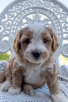 Fanta, a male Miniature Bernedoodle for sale in Roy, UT – 1 of 3