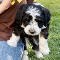 Shale, a female Miniature Bernedoodle for sale in Roy, UT – 3 of 6