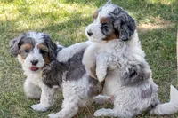 Crush, a male Miniature Bernedoodle for sale in Roy, UT – 4 of 4