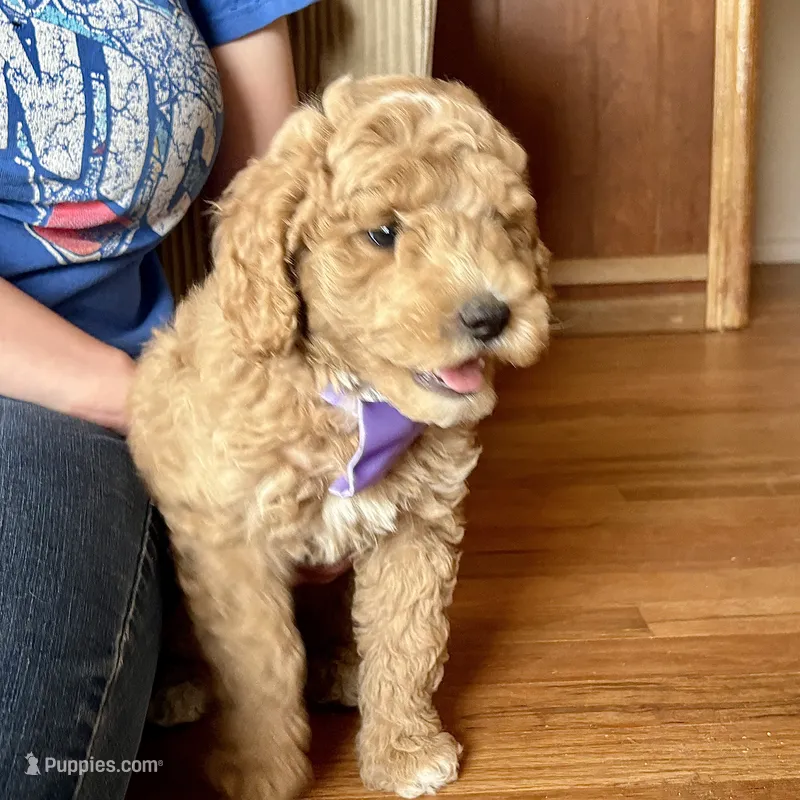 Ryan Sun – Miniature Goldendoodle puppy for sale in Roy, UT