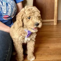 Ryan Sun, a male Miniature Goldendoodle for sale in Roy, UT – 3 of 10
