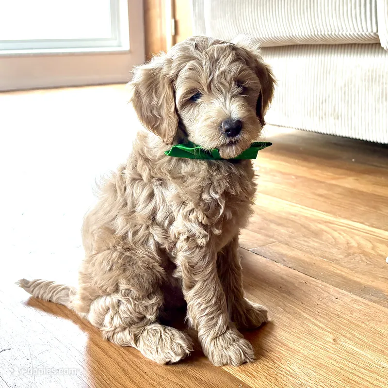 Spring Flame – Miniature Goldendoodle puppy for sale in Roy, UT