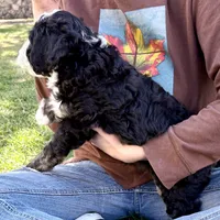 Obsididan, a female Bernedoodle for sale in Roy, UT – 7 of 7
