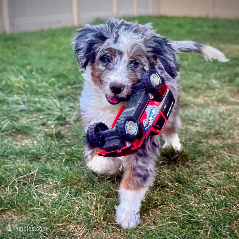 Taco – Bernedoodle puppy for sale in Roy, UT