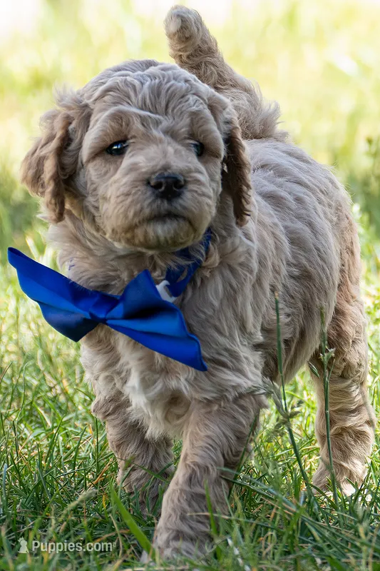 All Star – Miniature Goldendoodle puppy for sale in Roy, UT