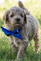 All Star, a male Miniature Goldendoodle for sale in Roy, UT – 1 of 3
