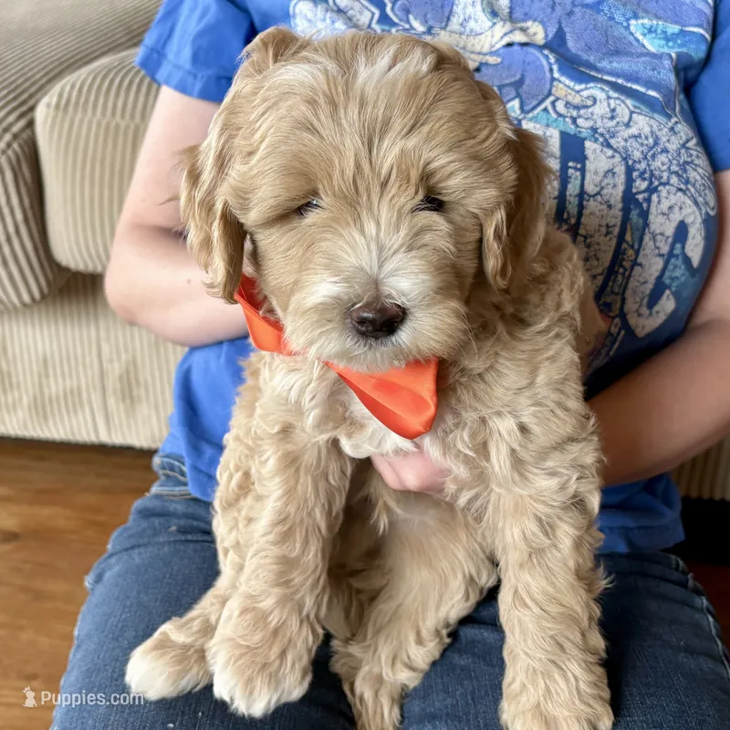 Suncrest – Miniature Goldendoodle puppy for sale in Roy, UT