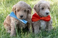 O'Henry, a male Miniature Goldendoodle for sale in Roy, UT – 2 of 3