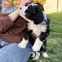 Shale, a female Miniature Bernedoodle for sale in Roy, UT – 5 of 6