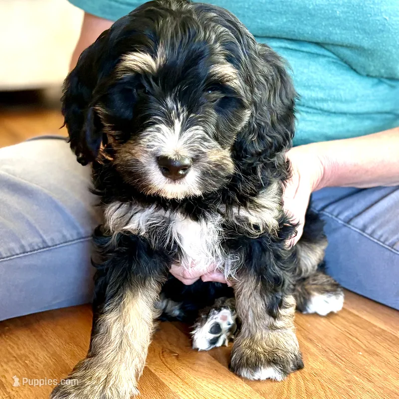 Dr. Pepper – Miniature Bernedoodle puppy for sale in Roy, UT