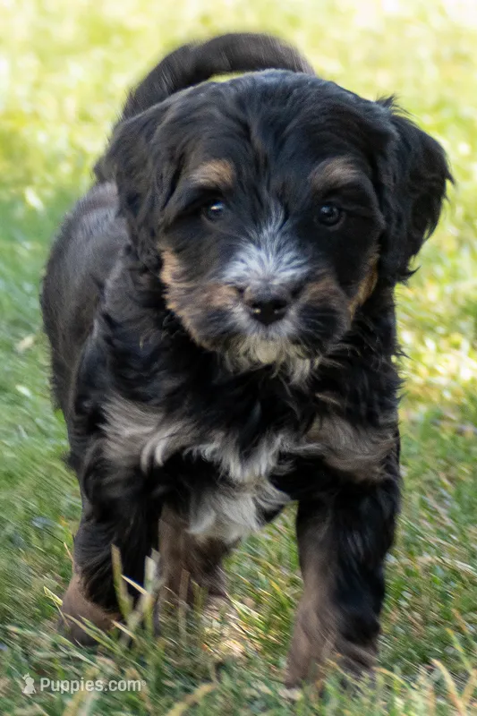 Dr. Pepper – Miniature Bernedoodle puppy for sale in Roy, UT