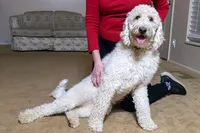 Georgia Bell, a male Miniature Goldendoodle for sale in Roy, UT – 8 of 9