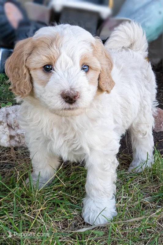 Sprite – Miniature Bernedoodle puppy for sale in Roy, UT