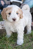Sprite, a male Miniature Bernedoodle for sale in Roy, UT – 1 of 4