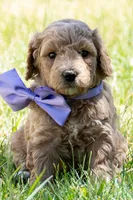 Ryan Sun, a male Miniature Goldendoodle for sale in Roy, UT – 2 of 4
