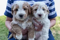 Fanta, a male Miniature Bernedoodle for sale in Roy, UT – 3 of 3