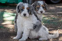 Barq's Rootbeer, a male Miniature Bernedoodle for sale in Roy, UT – 3 of 4