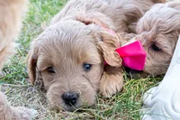 Scarlet Rose, a male Miniature Goldendoodle for sale in Roy, UT – 1 of 4