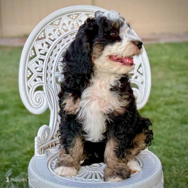 Obsididan – Bernedoodle puppy for sale in Roy, UT