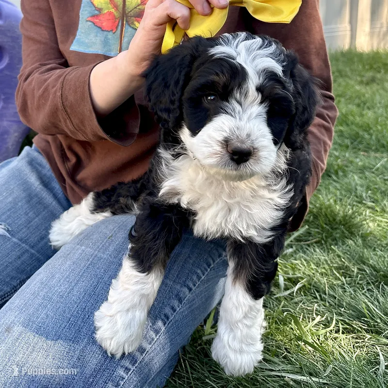 Shale – Miniature Bernedoodle puppy for sale in Roy, UT