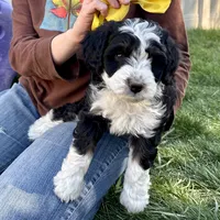 Shale, a female Miniature Bernedoodle for sale in Roy, UT – 1 of 6