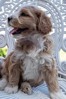 Fanta, a male Miniature Bernedoodle for sale in Roy, UT – 2 of 3