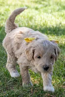 Georgia Bell, a male Miniature Goldendoodle for sale in Roy, UT – 2 of 3