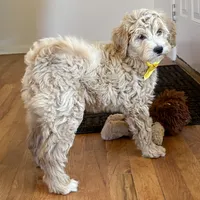 Georgia Bell, a male Miniature Goldendoodle for sale in Roy, UT – 2 of 9