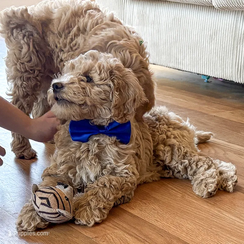 All Star – Miniature Goldendoodle puppy for sale in Roy, UT
