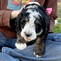 Obsididan, a female Bernedoodle for sale in Roy, UT – 4 of 7