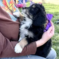 Tamale, a female Miniature Bernedoodle for sale in Roy, UT – 3 of 6