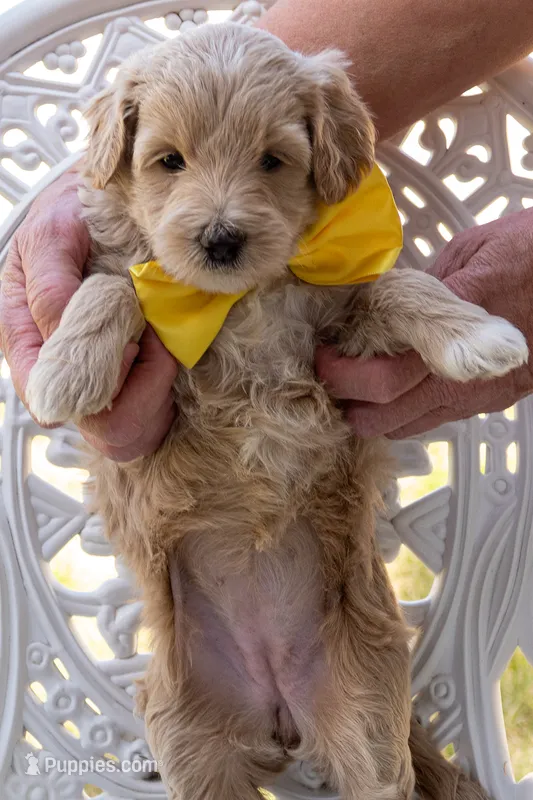 Georgia Bell – Miniature Goldendoodle puppy for sale in Roy, UT